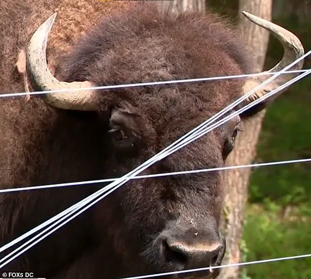 83-Year-Old Maryland Farmer Dick Wildes Attacked by Buffalo Dozer on His Farm After 43 Years with the Animals