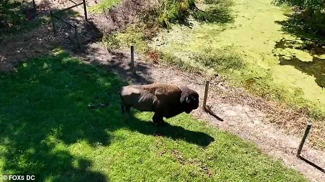 83-Year-Old Maryland Farmer Dick Wildes Attacked by Buffalo Dozer on His Farm After 43 Years with the Animals