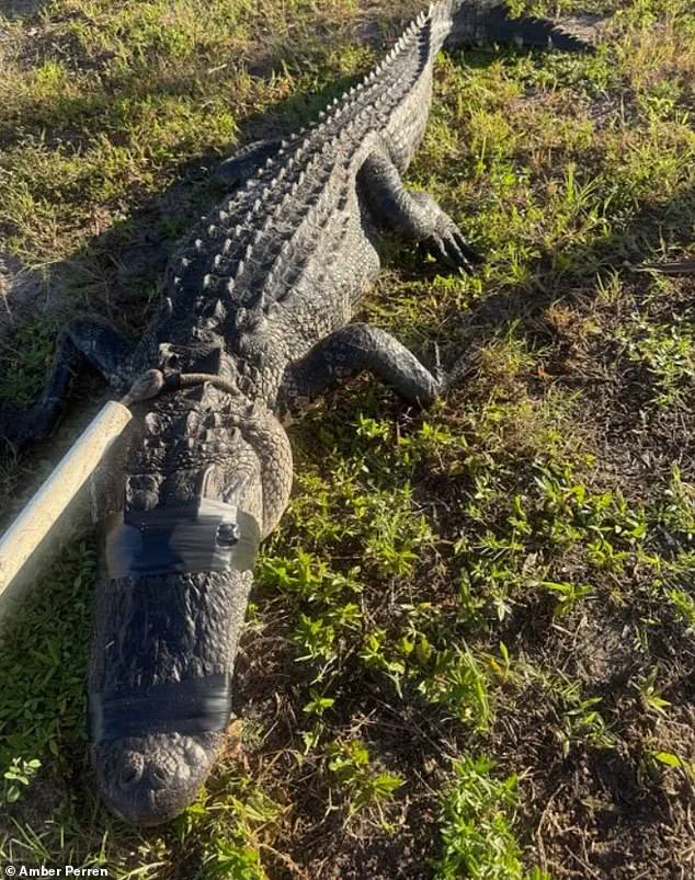 Dr. Amber Perren's Encounter with an Eight-Foot Alligator: A Chilling Tale of Human Resilience