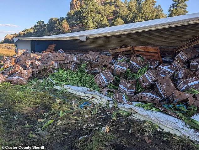 Semi-Truck Crash Spills Sweet Corn on Colorado Highway, Becomes Local Boon