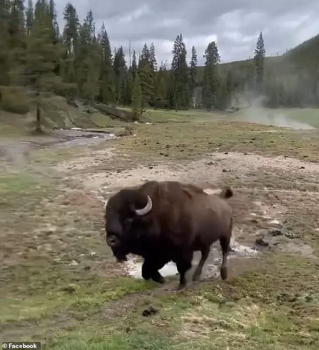 Viral 'Dancing' Bison Video Sparks Concern: Experts Warn of Real Danger in Yellowstone