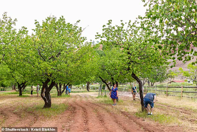 Visitors left disheartened as Capitol Reef National Park's historic orchard fails to produce fruit for the first time in over a century