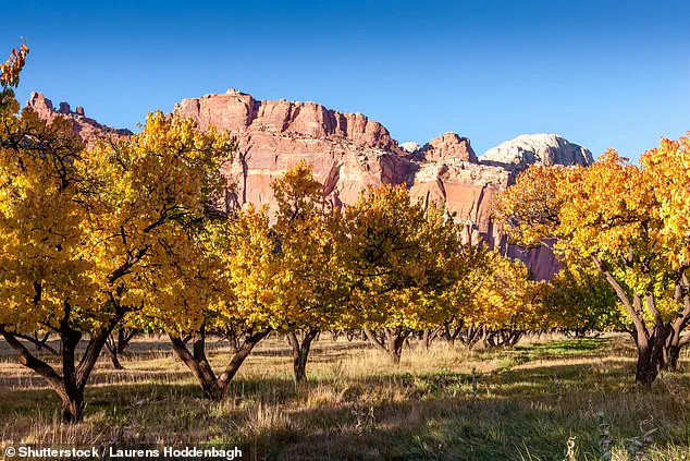 Visitors left disheartened as Capitol Reef National Park's historic orchard fails to produce fruit for the first time in over a century