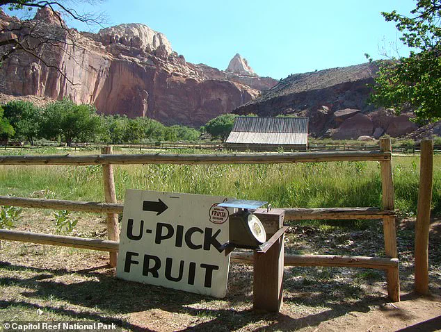 Visitors left disheartened as Capitol Reef National Park's historic orchard fails to produce fruit for the first time in over a century