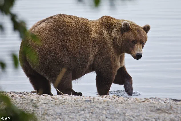 As Fat Bear Week Begins, Alaska's Katmai Bears Face Urgent Race for Survival