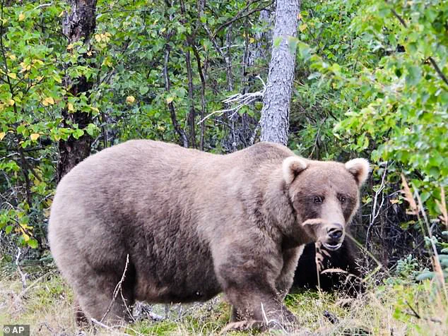 As Fat Bear Week Begins, Alaska's Katmai Bears Face Urgent Race for Survival