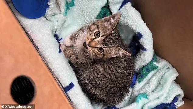 Body Camera Footage Shows Washington State Highway Patrol Troopers Rescuing Stranded Kitten on Interstate 5 Near Tacoma
