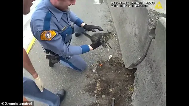 Body Camera Footage Shows Washington State Highway Patrol Troopers Rescuing Stranded Kitten on Interstate 5 Near Tacoma