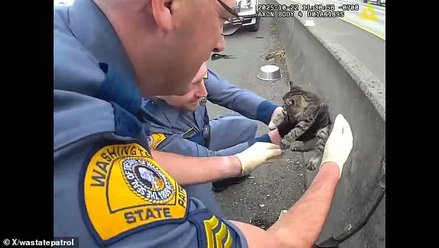 Body Camera Footage Shows Washington State Highway Patrol Troopers Rescuing Stranded Kitten on Interstate 5 Near Tacoma