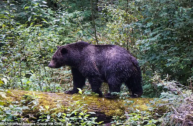 Grizzly Bear Attack in Bella Coola Raises Urgent Questions About Wildlife Safety and Human Coexistence
