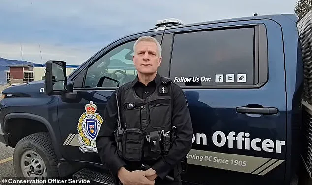 Grizzly Bear Attack in Bella Coola Raises Urgent Questions About Wildlife Safety and Human Coexistence