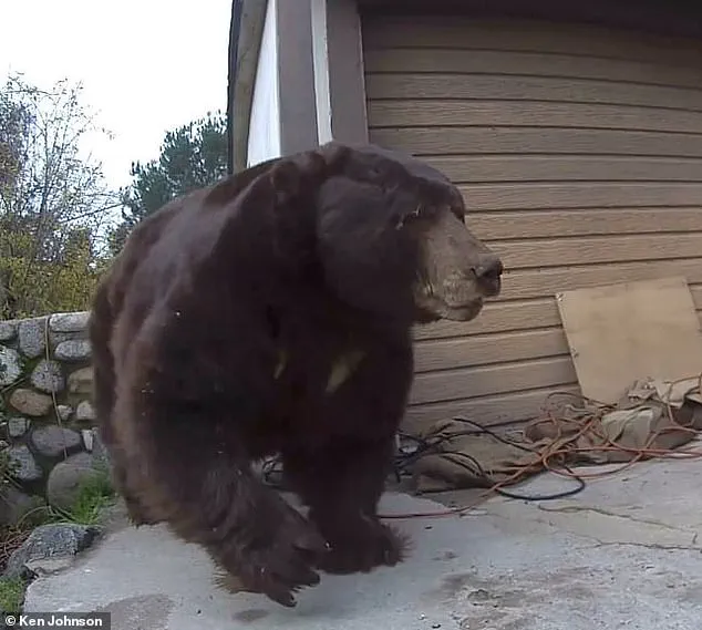 After a Month-Long Battle, California Homeowner Removes 550-Pound Bear 'Yellow 2120' from His Home: 'It Was a Constant Threat,' Says Kenneth Johnson