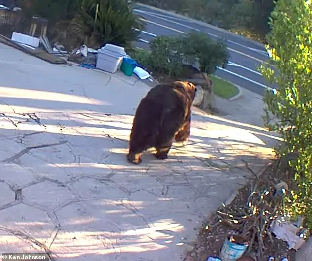 After a Month-Long Battle, California Homeowner Removes 550-Pound Bear 'Yellow 2120' from His Home: 'It Was a Constant Threat,' Says Kenneth Johnson