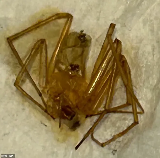 Florida Woman Sues Apartment Complex Over Alleged Neglect in Spider Infestation Leading to Amputation
