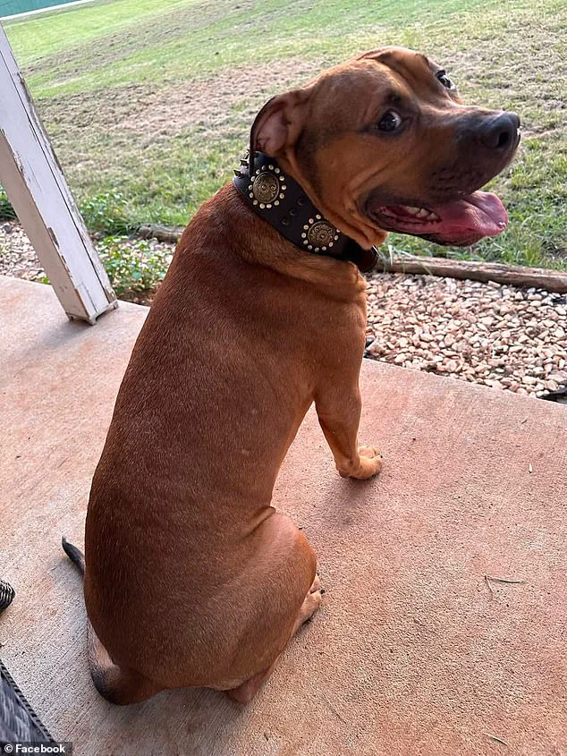 Tennessee Mother's Brutal Pit Bull Attack: A Devastating Betrayal and Call for Enhanced Pet Safety Awareness