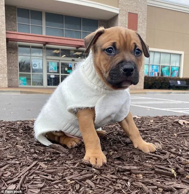 Tennessee Mother's Brutal Pit Bull Attack: A Devastating Betrayal and Call for Enhanced Pet Safety Awareness