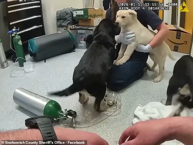 Sky Valley Firefighters Save Six Puppies from Opioid Overdose, Highlighting Emergency Responders' Critical Role in Public Health Crises