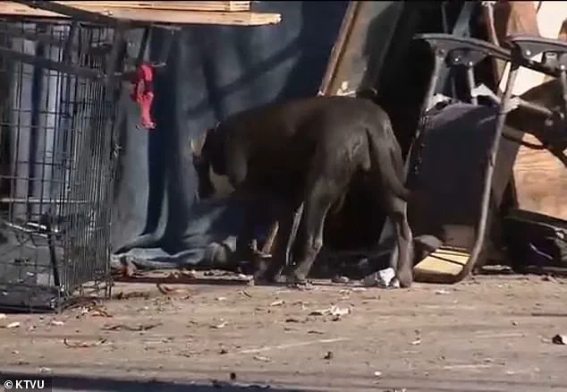 Urgent Alert: Rare Tropical Disease Leptospirosis Spreading in California Homeless Encampments, Prompting Public Health Concerns