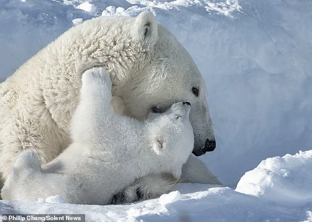 Privileged Access to a Rare Arctic Moment: A Mother Polar Bear's Respite in Churchill