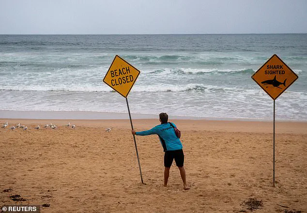 Sydney's Northern Beaches in Lockdown After Three Shark Attacks Fuel Community Fear