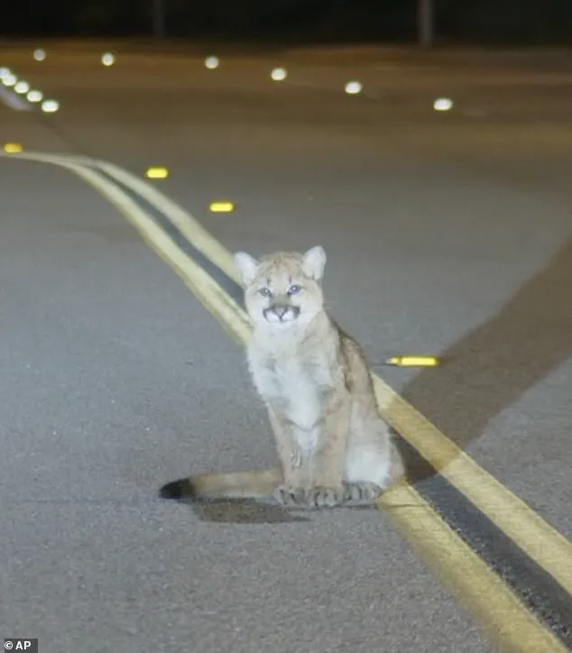 Danger on the Road: Community Concerns as Vulnerable Mountain Lion Cub Spotted in Los Angeles