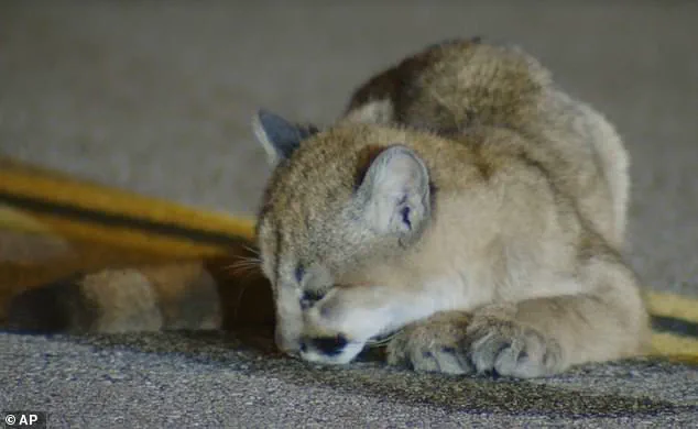 Danger on the Road: Community Concerns as Vulnerable Mountain Lion Cub Spotted in Los Angeles