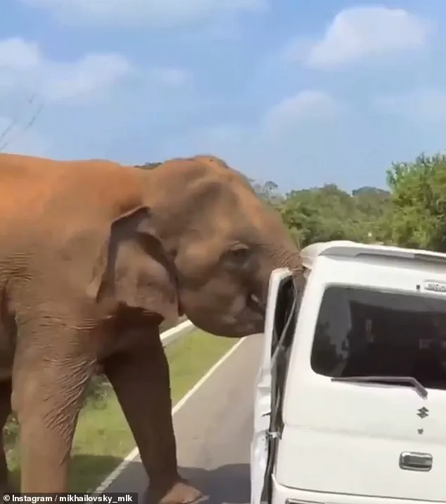 Sri Lanka Elephant Incident Turns Peaceful Safari into Life-Threatening Ordeal