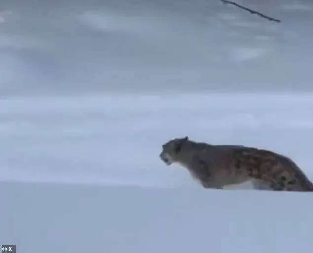 Tourist Injured by Snow Leopard in China's UNESCO Site Sparks Debate Over Human-Wildlife Coexistence