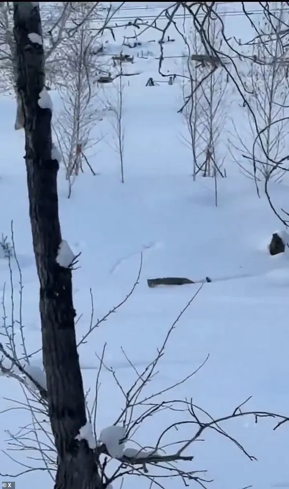 Tourist Injured by Snow Leopard in China's UNESCO Site Sparks Debate Over Human-Wildlife Coexistence