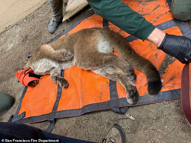 San Francisco Officials Capture Mountain Lion After 30-Hour Search, Animal Relocated by Fish and Wildlife