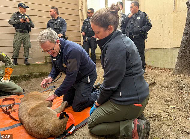 San Francisco Officials Capture Mountain Lion After 30-Hour Search, Animal Relocated by Fish and Wildlife