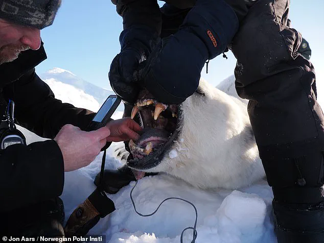 Study Reveals Svalbard Polar Bears Are Growing Plumper Despite Rapid Sea Ice Loss in Arctic Habitat