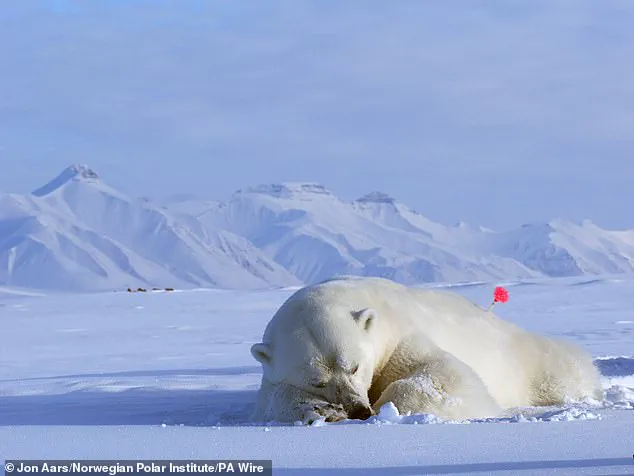 Study Reveals Svalbard Polar Bears Are Growing Plumper Despite Rapid Sea Ice Loss in Arctic Habitat