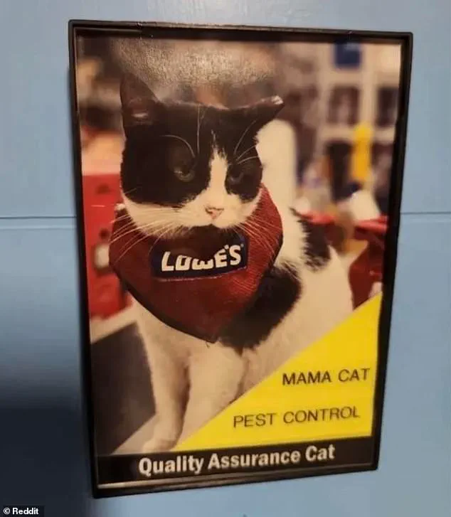 Beloved 'Quality Assurance Cat' Removed from Lowe's Store Amid Community Backlash