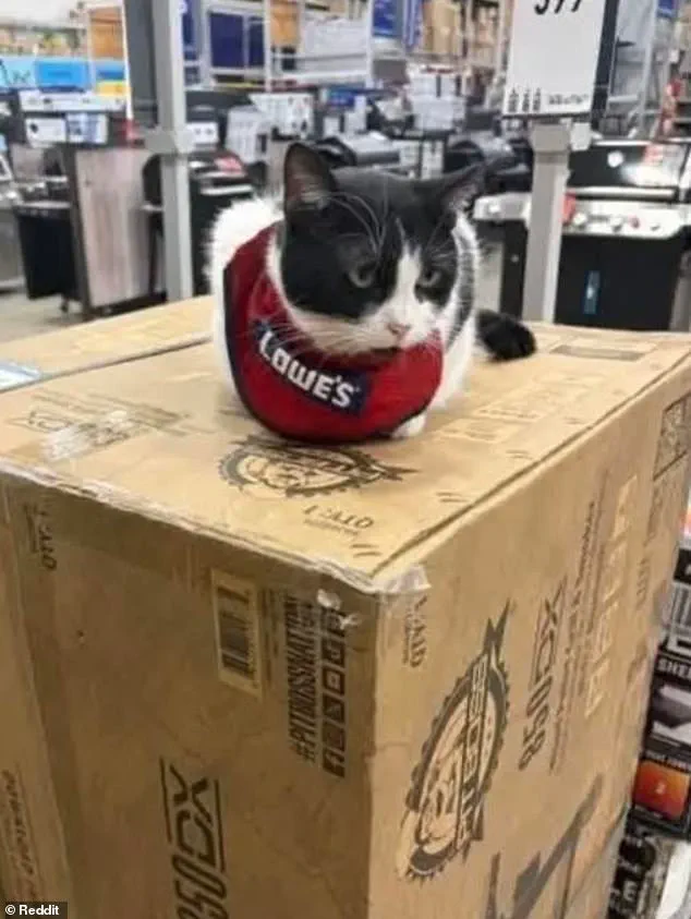 Beloved 'Quality Assurance Cat' Removed from Lowe's Store Amid Community Backlash