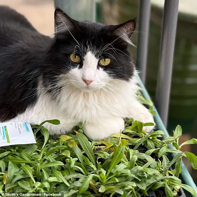 Viral Cat Sylvester Saves Texas Garden Center with Rat Catch