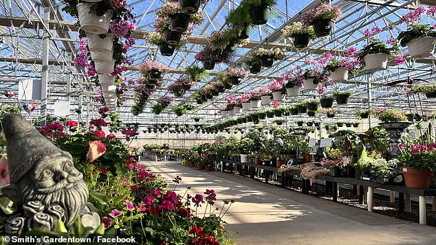 Viral Cat Sylvester Saves Texas Garden Center with Rat Catch