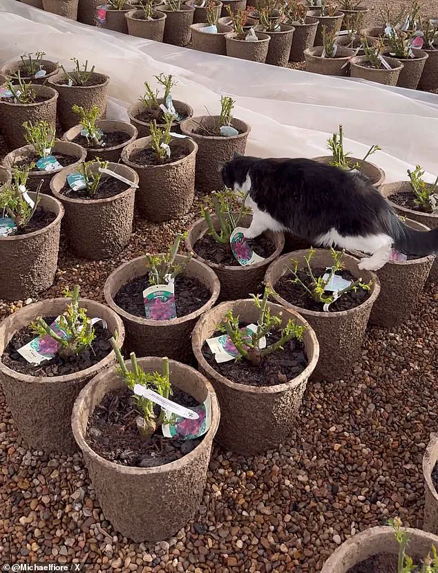 Viral Cat Sylvester Saves Texas Garden Center with Rat Catch
