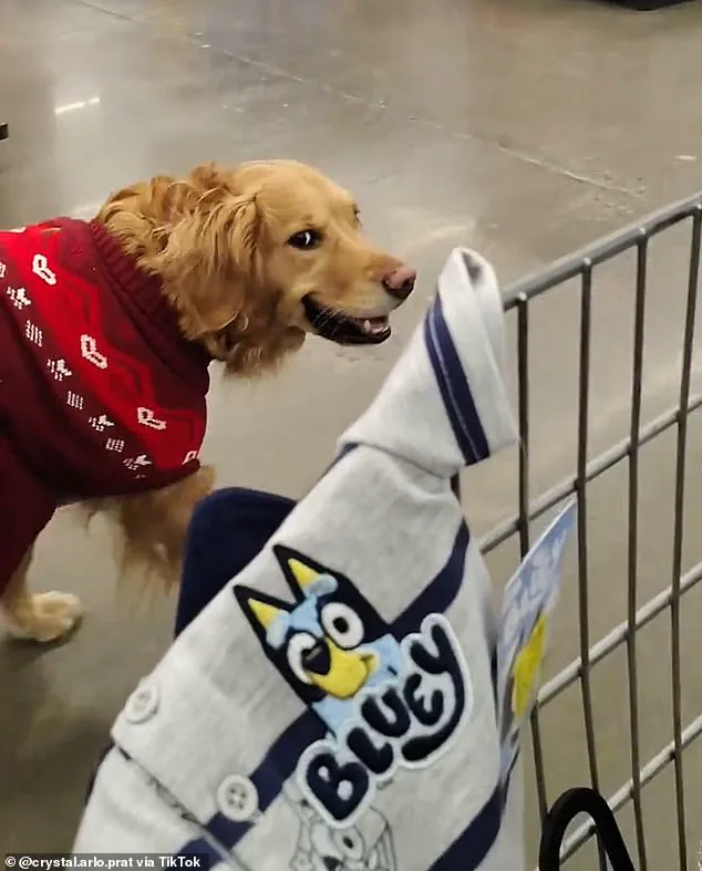 Walmart Service Dog Incident Sparks ADA Compliance Debate