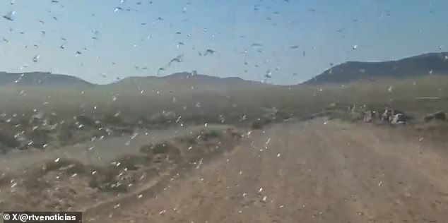 Locust Swarms Descend on Canary Islands as Officials Warn of Potential Crisis Similar to 2004 Plague