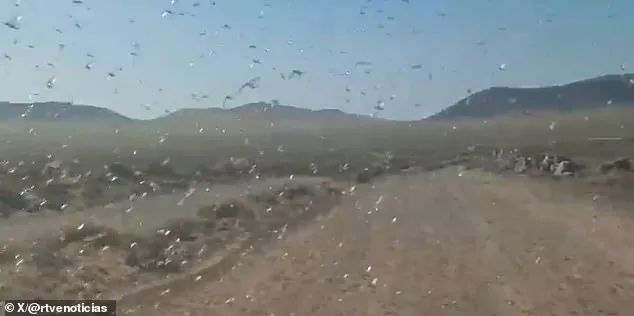 Locust Swarms Descend on Canary Islands as Officials Warn of Potential Crisis Similar to 2004 Plague
