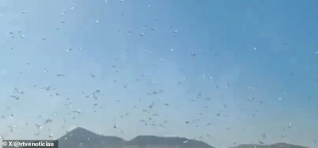 Locust Swarms Descend on Canary Islands as Officials Warn of Potential Crisis Similar to 2004 Plague