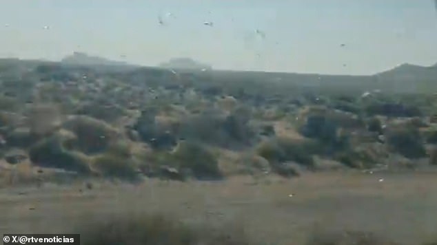 Locust Swarms Descend on Canary Islands as Officials Warn of Potential Crisis Similar to 2004 Plague