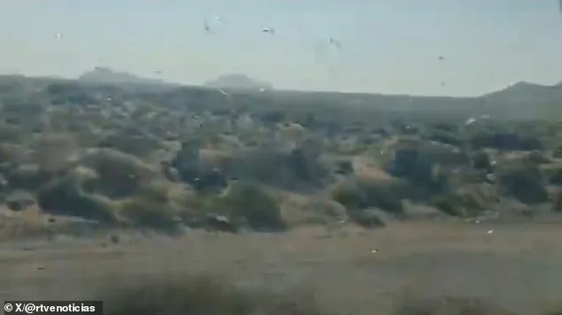 Locust Swarms Descend on Canary Islands as Officials Warn of Potential Crisis Similar to 2004 Plague