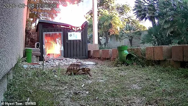 Tortoise's Perilous Escape as Fire Erupts in Enclosure