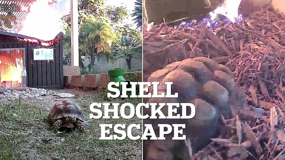 Tortoise's Perilous Escape as Fire Erupts in Enclosure
