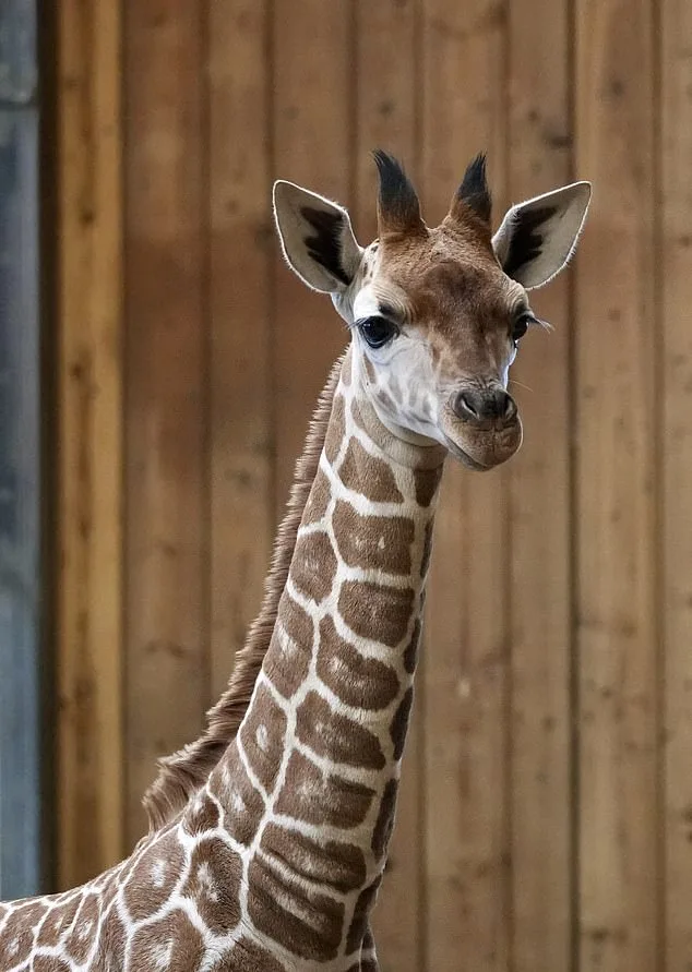 Tragic Accident Claims Life of Baby Giraffe at Detroit Zoo