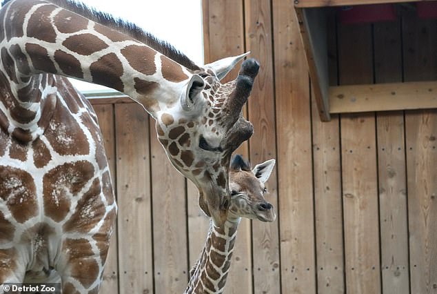 Tragic Accident Claims Life of Baby Giraffe at Detroit Zoo