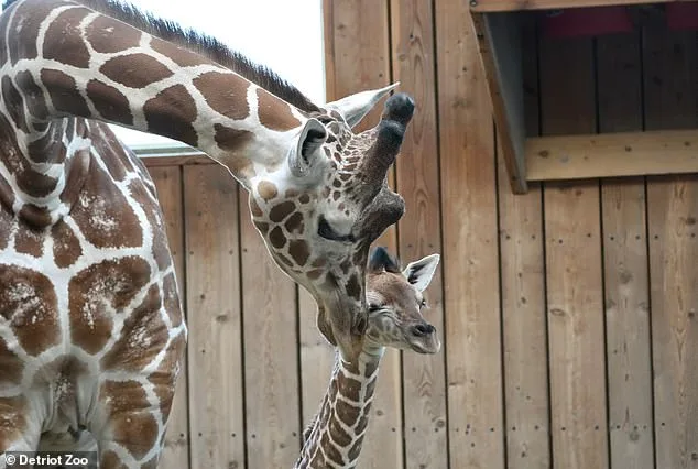 Tragic Accident Claims Life of Baby Giraffe at Detroit Zoo