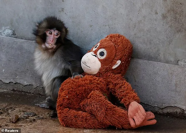 Viral Viral: Abandoned Baby Monkey Becomes Global Celebrity